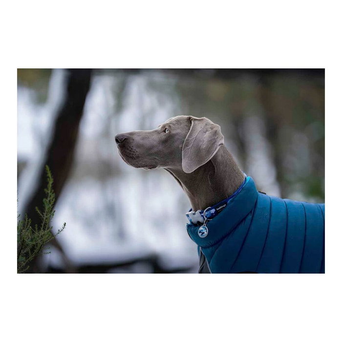 Manteau pour Chien Red Dingo Puffer Turquoise 50 cm Manteau pour Chien Red Dingo Puffer Turquoise 50 cm