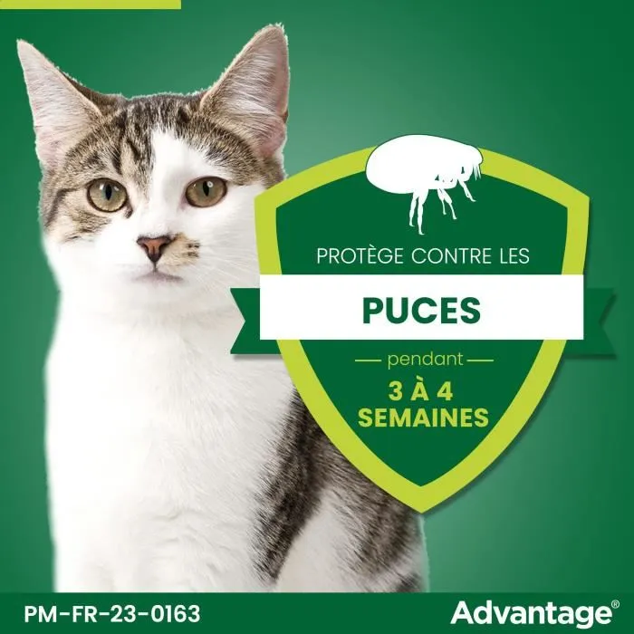 Advantage - Antipuces pour Chat et Lapin jusqu'à 4kg - Élimination rapide en 12h - Lot de 4 Pipettes - Action longue durée