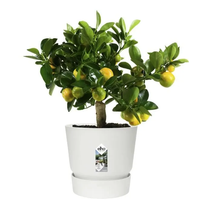 Elho Greenville Pot de fleurs rond extérieur Ø 24.48 x H 23.31 cm avec réserve d'eau intégrée, résistant au gel, plastique 100% recyclé - Blanc