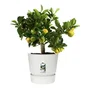 Elho Greenville Pot de fleurs rond extérieur Ø 24.48 x H 23.31 cm avec réserve d'eau intégrée, résistant au gel, plastique 100% recyclé - Blanc