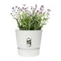 Elho Pot de fleurs Greenville 40 rond blanc