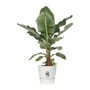 Elho Pot de fleurs Greenville 40 rond blanc