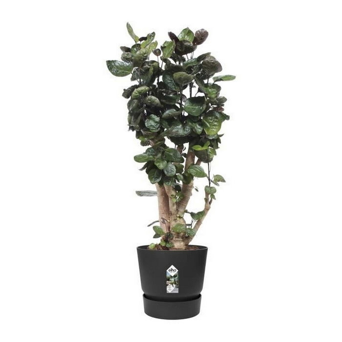Elho Pot de fleurs Greenville Rond 40 - Vivre noir