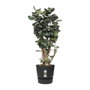 Elho Pot de fleurs Greenville Rond 40 - Vivre noir