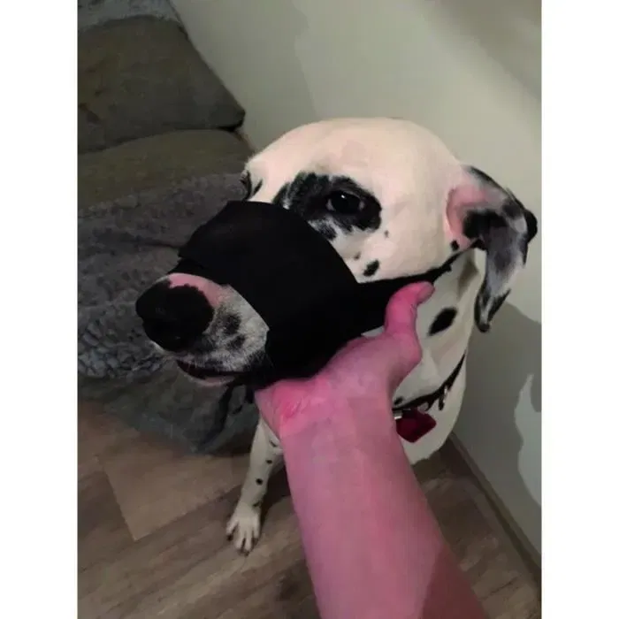 YAGO Muselière pour Grand Chien en Nylon Noir Réglable, Partie Museau Respirant Filet, Anti-Morsures, Léger et Lavable