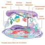 Disney Baby - Tapis d'éveil bébé évolutif Arche La Petite Sirène avec jouets sensoriels, musique et lumières, cadeau pour nouveau-né