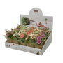 Everlands Surtidos Mini Maceta en Yute avec Marguerites/Dahlias Ø7 x 17 cm Modèles Variés