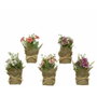 Everlands Plante décorative Margaritas / Dalias en mini pot jute Ø 7 x 17 cm