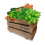 Agreen Set de culture Vintage eco 50 x 35 x 30 cm