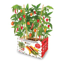 Batlle - agreen Boîte de piments forts 30 x 19,5 x 16,2 cm pour cultiver 4 variétés