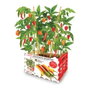 Batlle - agreen Boîte de piments forts 30 x 19,5 x 16,2 cm pour cultiver 4 variétés