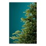Guirlande lumineuse LED