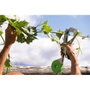 Outil Stocker Vert Liens 36 x 36 cm