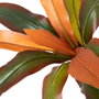 BigBuy Home Plante décorative Dracaena Marron Vert PVC 140 cm