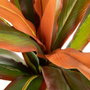 BigBuy Home Plante décorative Dracaena Marron Vert PVC 140 cm
