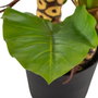 BigBuy Home Plante décorative Vert Philodendron 80 x 90 x 140 cm