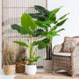 BigBuy Home Plante décorative Vert Philodendron 80 x 90 x 140 cm