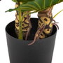 BigBuy Home Plante décorative Vert Philodendron 80 x 90 x 140 cm