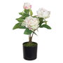 BigBuy Home Plante décorative Crème Pivoine