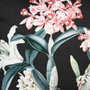 BigBuy Home Coussin Turquoise Orchidée 60 x 60 cm