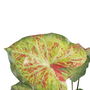 Plante décorative 48 x 46 x 55 cm Rouge Vert PVC