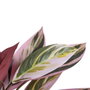 BigBuy Home Plante décorative Rose Vert PVC
