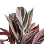 BigBuy Home Plante décorative Rose Vert PVC