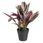 BigBuy Home Plante décorative Rose Vert PVC