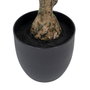 BigBuy Home Plante décorative Eucalyptus Vert et Noir