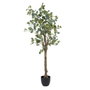 BigBuy Home Plante décorative Eucalyptus Vert et Noir