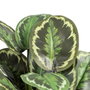 BigBuy Home Plante décorative 37 x 37 x 41 cm Vert PVC