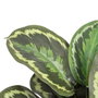 BigBuy Home Plante décorative 37 x 37 x 41 cm Vert PVC