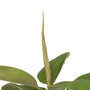 BigBuy Home Plante décorative 116 cm Vert PVC Chêne