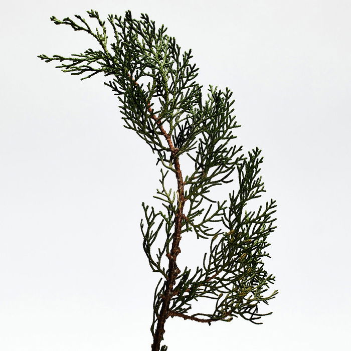 Loewe LOEWE 001 Man Eau de Parfum Vaporisateur 100 ml