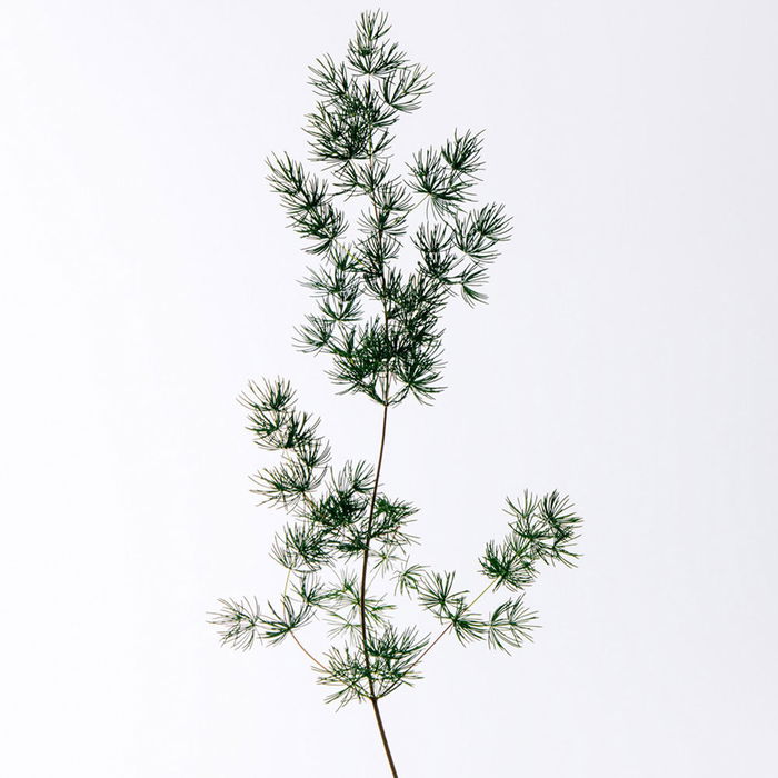 Loewe Eau de Toilette Vaporisateur Solo Cedro 50 ml Boisée Cèdre